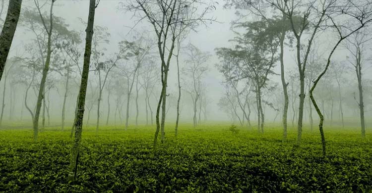 গেল দুদিন থেকে দেশের সর্বনিম্ন তাপমাত্রা শ্রীমঙ্গলে