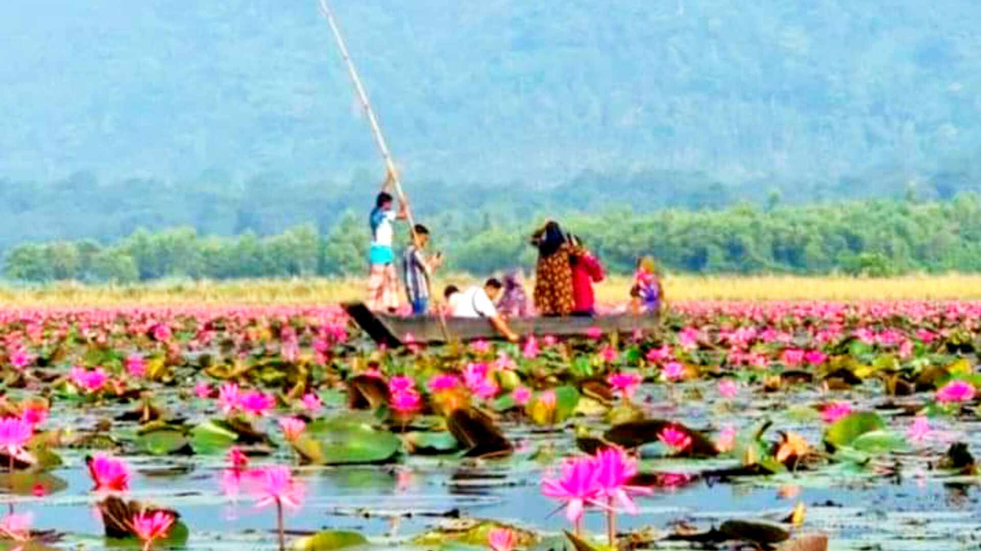 জৈন্তাপুরের লাল শাপলা বিলে বাড়ছে পর্যটকদের ভীড়
