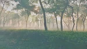 সর্বনিম্ন তাপমাত্রায় কাঁপছে শ্রীমঙ্গল