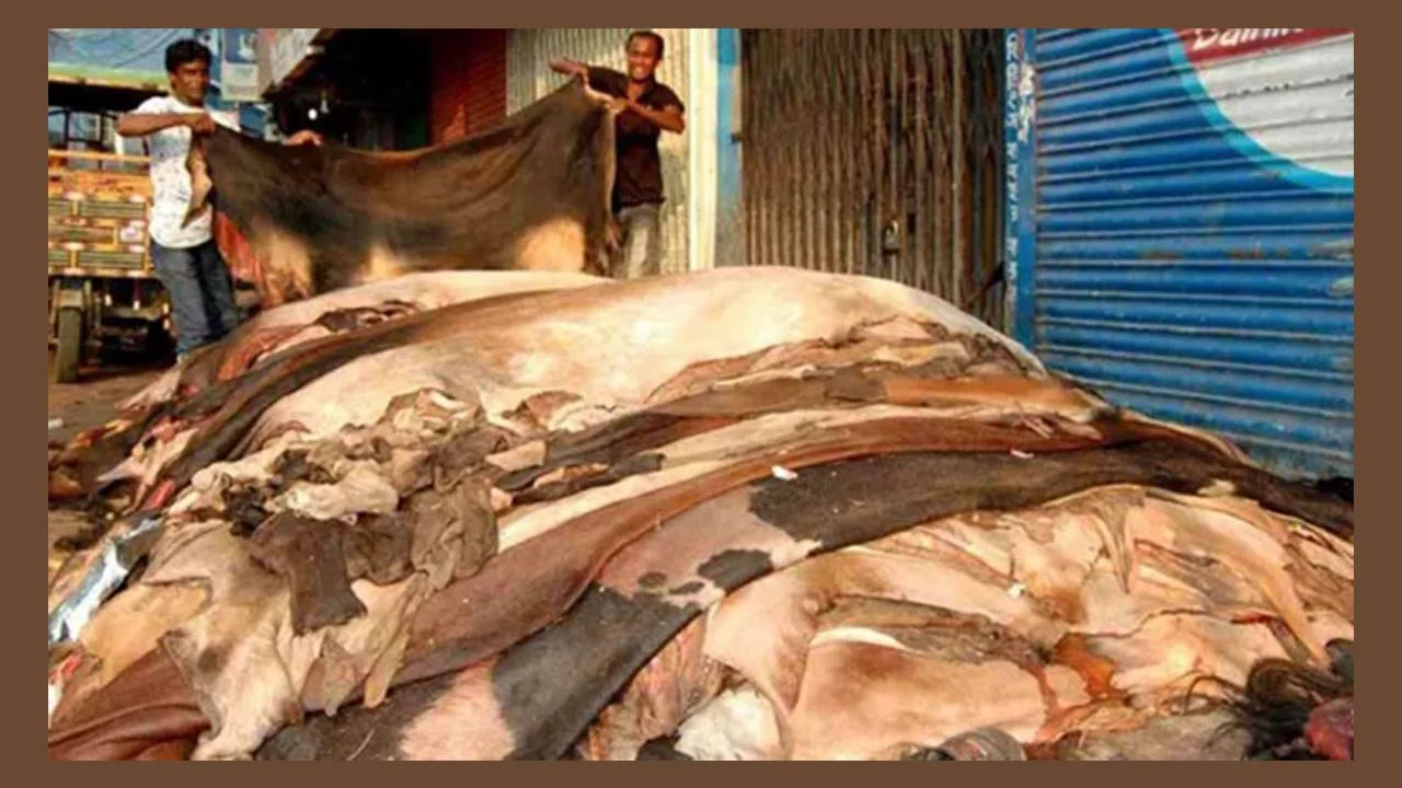 গতবারের চেয়ে এবার কোরবানির চামড়ার দাম বেশি নির্ধারণ