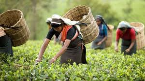 বেড়েছে চা রপ্তানি, উৎপাদন খরচও বেশি