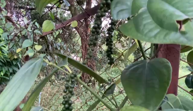 জৈন্তাপুরে উদ্ভাবিত বিশ্বের সবচেয়ে ঝাল গোল মরিচ