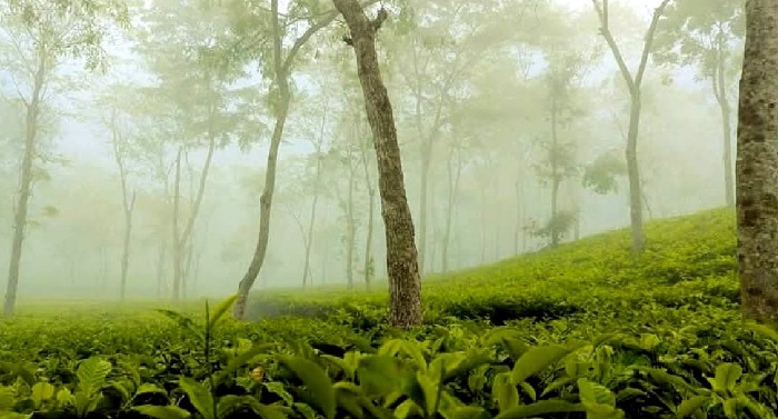 দেশের সর্বনিম্ন তাপমাত্রা শ্রীমঙ্গলে