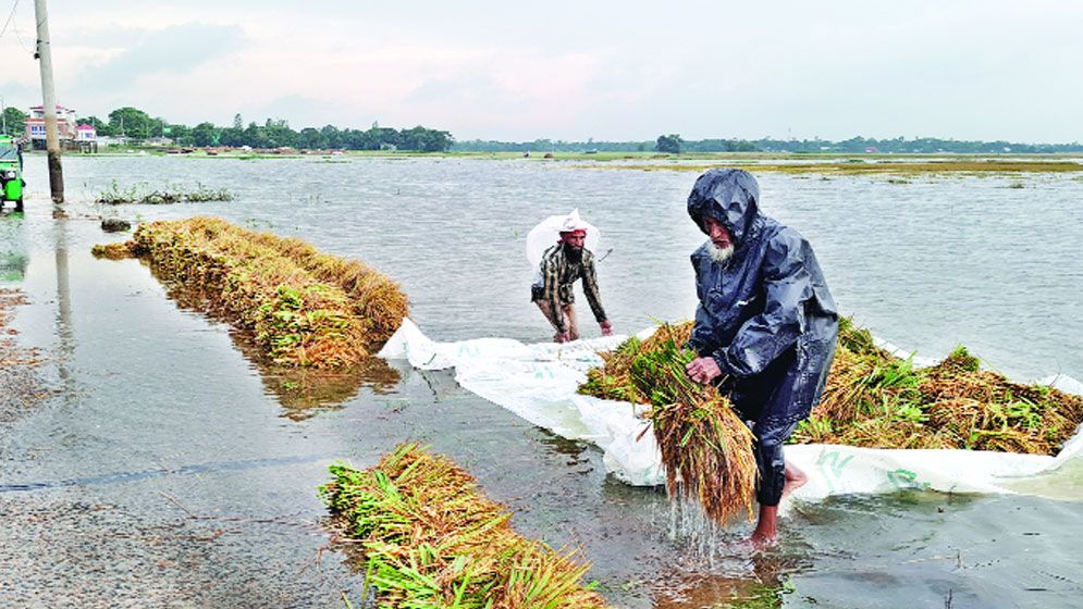 দেশজুড়ে ঝড়-বৃষ্টি, পাহাড়ি ঢল: পানির নিচে কৃষকের স্বপ্ন