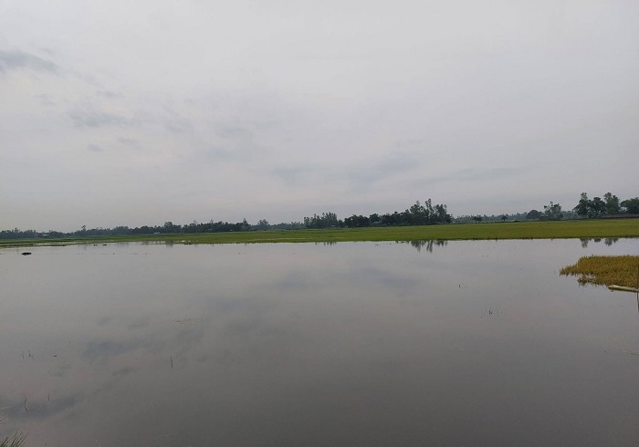 হবিগঞ্জে তলিয়ে গেছে পাঁচ হাজার হেক্টর জমির ধান