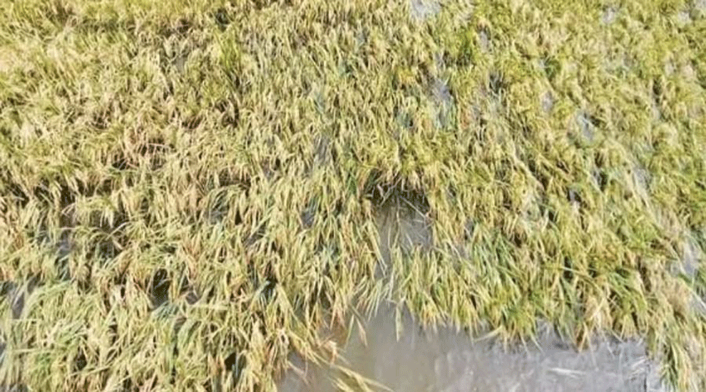 গোলাপগঞ্জে বোরো ধান তোলা নিয়ে শঙ্কায় কৃষকরা