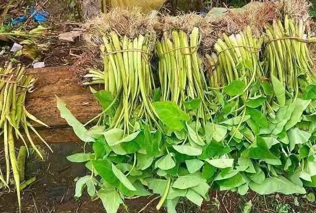 গোলাপগঞ্জে ‘মুড়া কচু’ চাষ করে লাভবান কৃষকরা