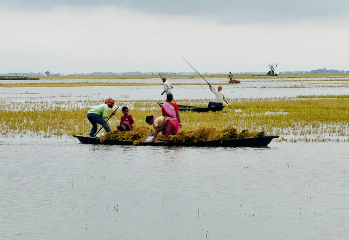 হাওরের ধান পানির নিচে, খলায় পচন