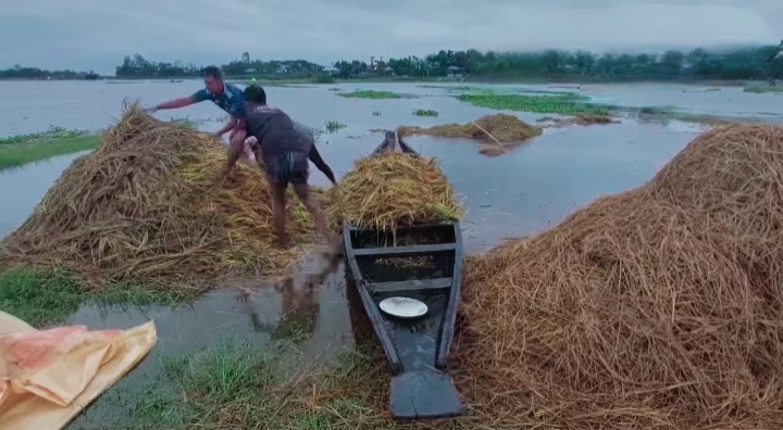 বৃষ্টি-ঢলে বিপর্যস্ত সুনামগঞ্জ, হাওড়ে ধান রক্ষায় যুদ্ধ