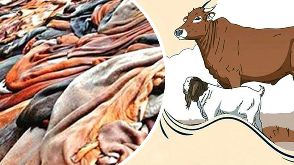কুরবানির চামড়া নিয়ে ইসলামের বিধান— যা বলেছেন বিশ্বনবি (সা.)