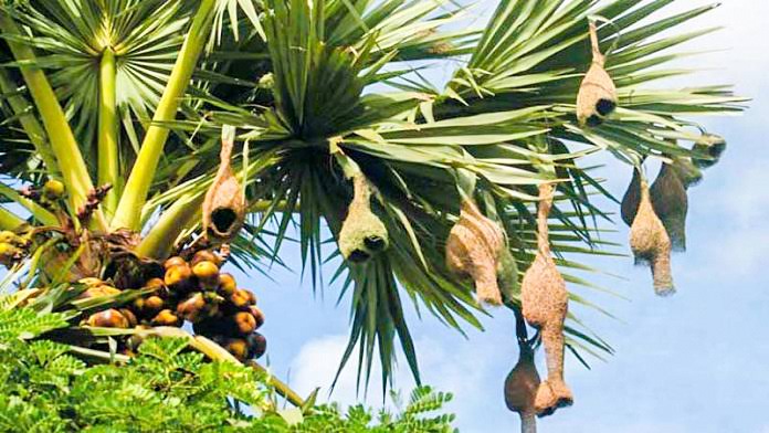 গোলাপগঞ্জে আর দেখা মেলে না বাবুই পাখির ঝুলন্ত বাসা