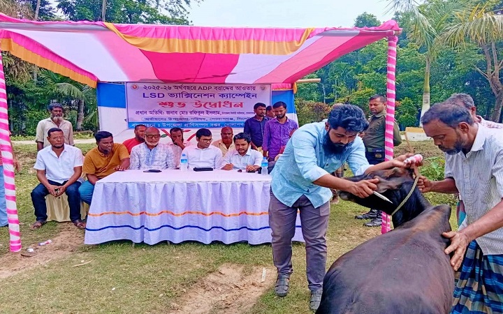 গোলাপগঞ্জে বিনামূল্যে গবাদিপশুর গুটি (LSD) রোগের টিকা কার্যক্রম উদ্বোধন