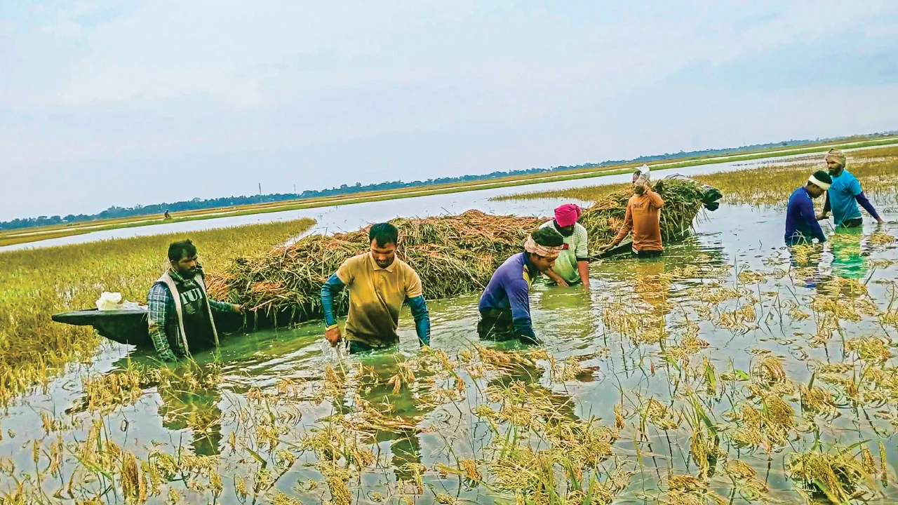 পানির নিচে দেড়শ কোটি টাকার ধান