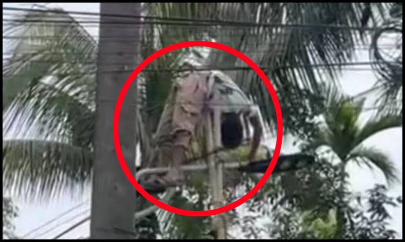 ব্রাজিলের পতাকা টানাতে গিয়ে হাসপাতালে কিশোর
