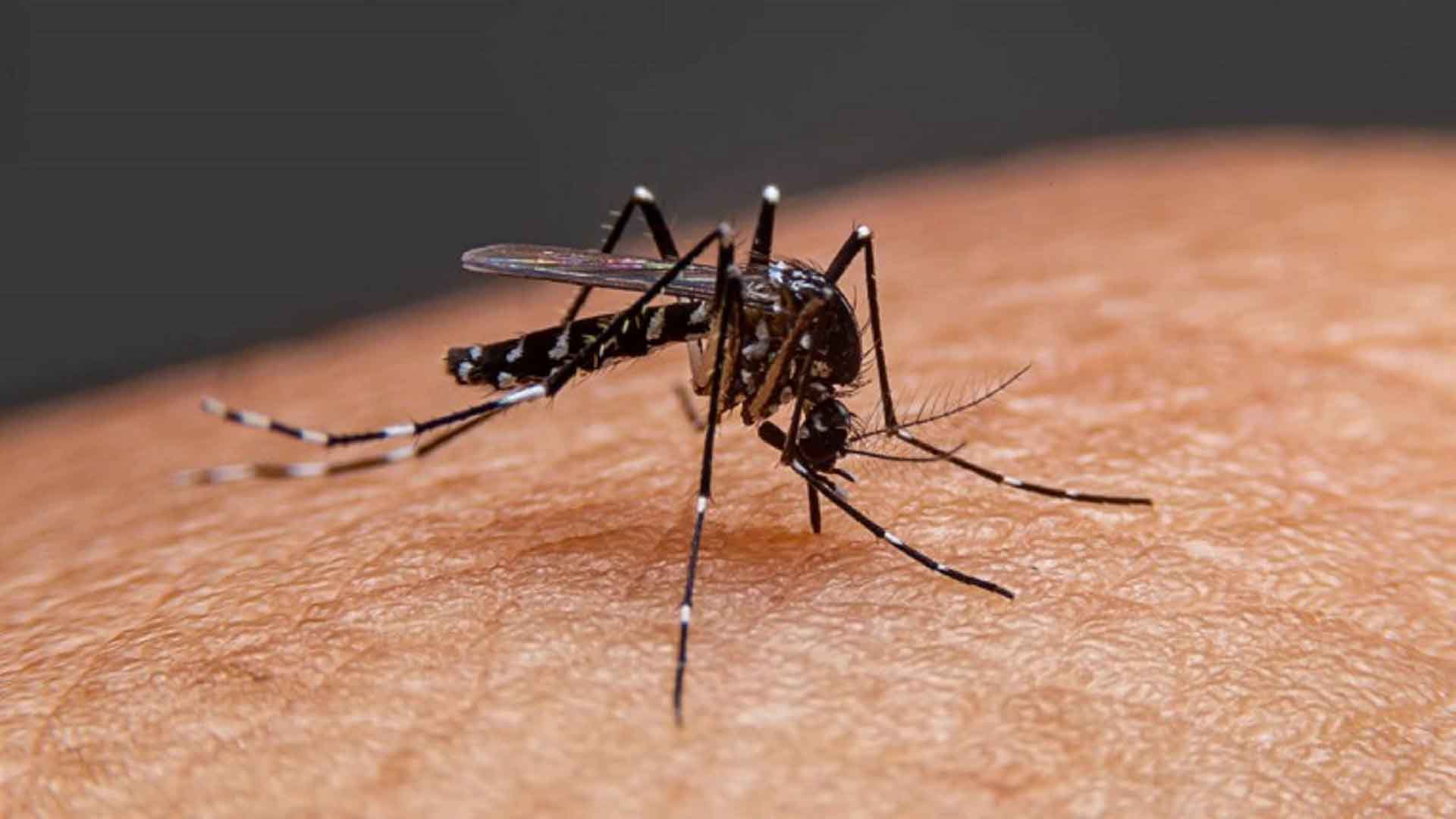 জুলাই-আগস্টে ডেঙ্গুর ভ’য়াবহতা বাড়ার শ’ঙ্কা
